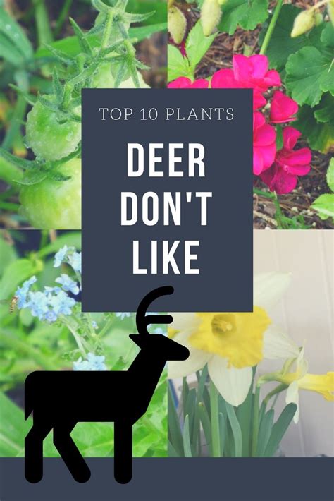 top 10 plants deer don t like gardening know how s blog deer deterent plants deer resistant