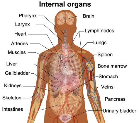 Male Internal Organs Of The Human Body Anatomical Chart Body Free