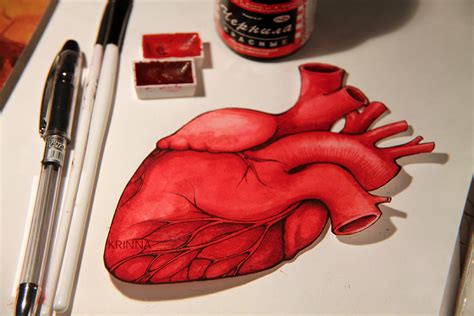 Human Heart Postcard By Krinna On Deviantart