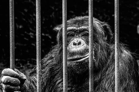 Free Images Black And White Animal Zoo Mammal Monkey Fauna
