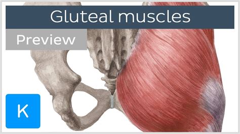 Muscle Anatomy Gluteal Region