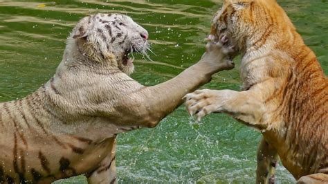 Premium Photo White Tiger And Bengal Tiger Fighting In A Green Colour