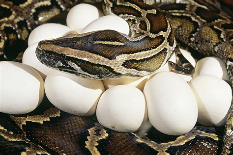 Unveiling The Mystery How Snakes Reproduce Homeostasis Lab