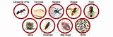 Types Of Pests In Home