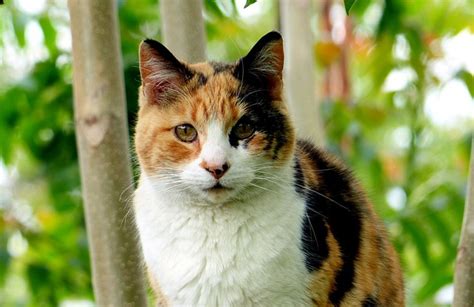 Why Are Calico Cats Always Female