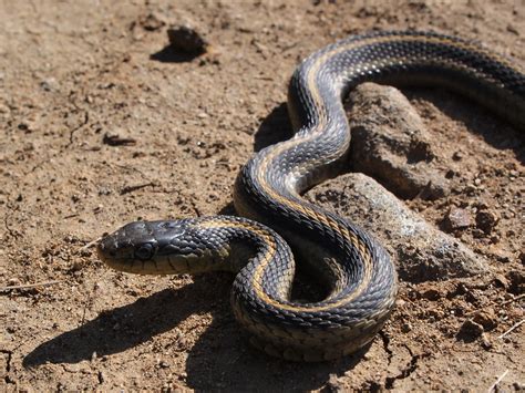 Filebig Sur Snake Wikimedia Commons