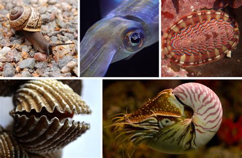 Types of Mollusk: Snails, Bivalves, Squid, and More | Owlcation