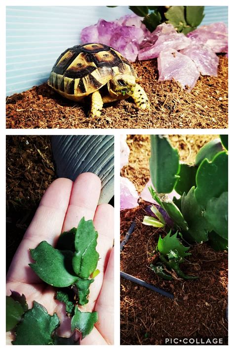 Size of pot affects how often to water a cactus. Tuesday, the destroyer! Hide your Thanksgiving cactus ...