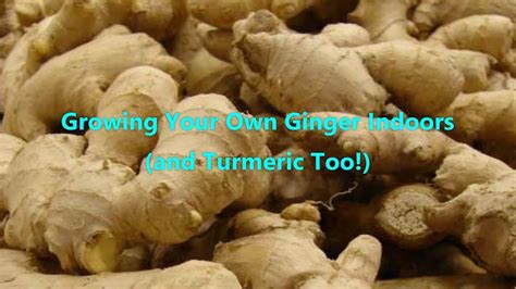 Growing Your Own Ginger Indoors And Turmeric Too YouTube