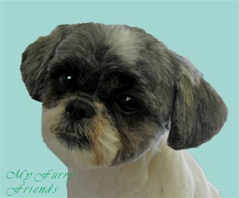 If you wish to trim your shih tzu's face in the easiest and most efficient way possible, here are some of the tips that you try on your next grooming session. Pet Grooming: The Good, The Bad, & The Furry: Scissoring a ...