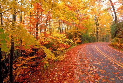 Maybe you would like to learn more about one of these? Fall Color In-Depth: Maple Trees Offer New Answers to ...