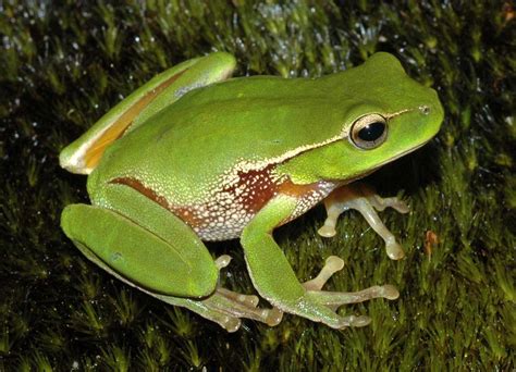 Different Types Of Frogs There Are Over 5000 Types Of Frogs World