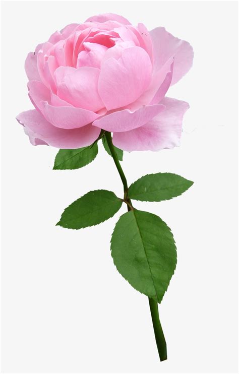 Rosestempale Pinkflowerbloomfree Pictures Free Pink Rose With