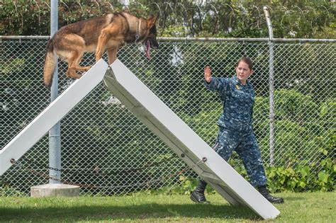 Filemilitary Working Dog Obstacle Course Training 150617 N Nt265 236
