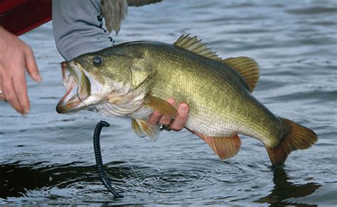 How To Catch Big Bass 5 Tips For Catching Lunkers Reel Pursuits