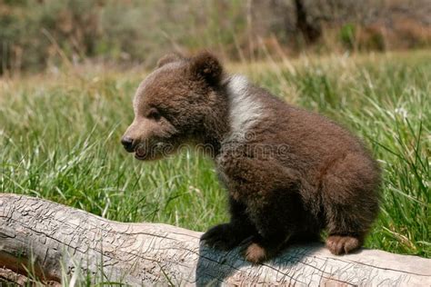 Grizzly Bear Cub Sitting On The Log Stock Image Image Of Head