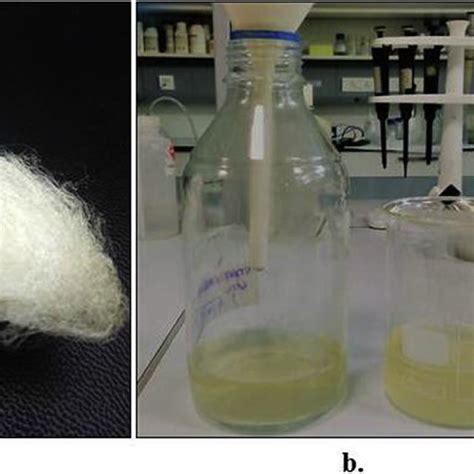 Sericin Extraction From Silk Cocoons A Silk Cocoon Of Philosamia