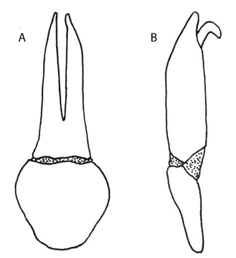 Psalydolytta Gessi Tegmen In Ventral View A Tegmen And Aedeagus In