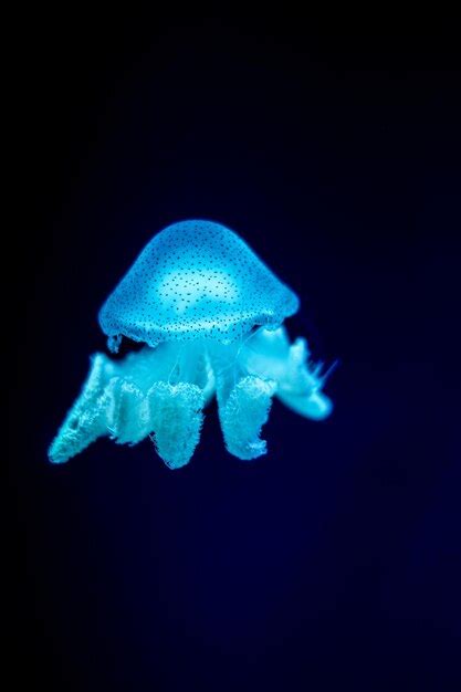 Premium Photo Jellyfish In Action In The Aquariumcreating Beautiful