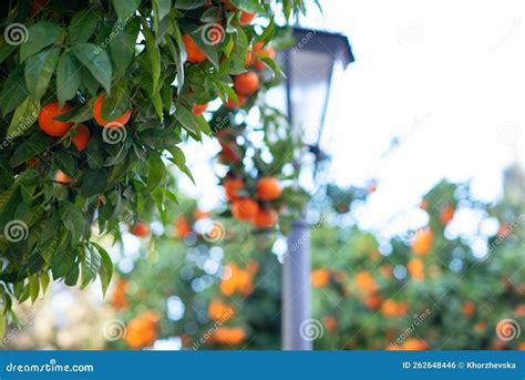 Orange Tree With Ripe Fruits Tangerine Branch Of Fresh Ripe Oranges