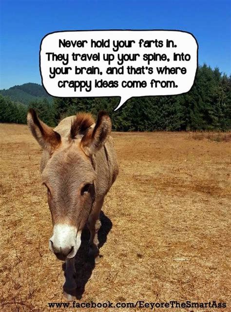 Pin On Donkeys
