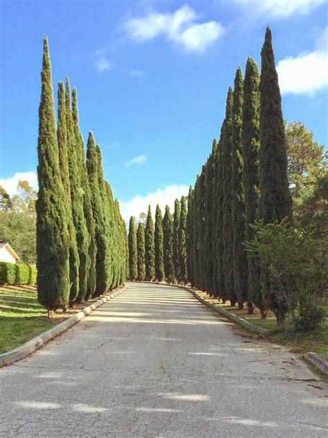 The cones of the italian cypress are ovoid or oblong in shape and average at about 1 inch in length. Trees of Santa Cruz County: Cupressus sempervirens ...