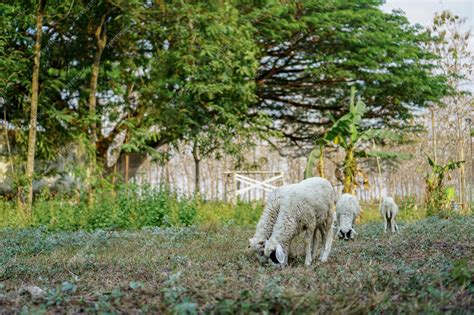 Premium Photo Domestic Sheep Ovis Aries Are Quadrupedal Ruminant