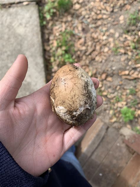 This Is The Fifth Perfectly Egg Shaped Rock I Have Found In My Front