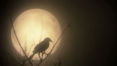 Raven Illuminated By A Full Moon Stock Footage Video 7223884 Shutterstock