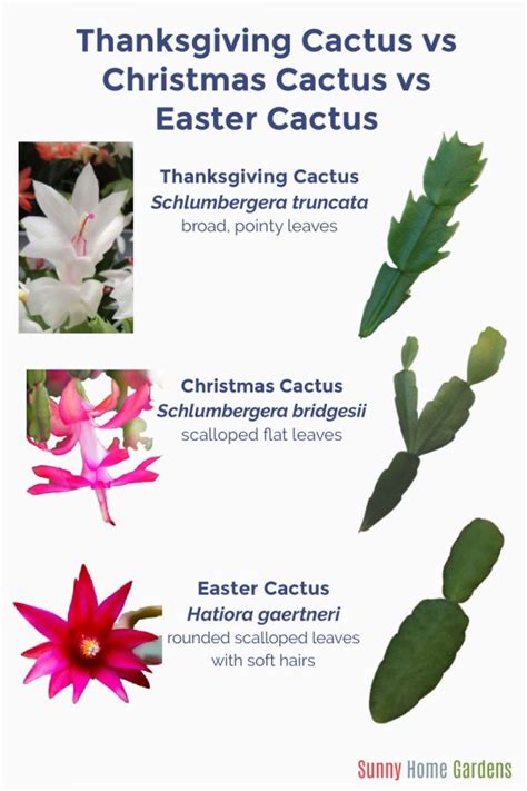 Christmas Cactus Vs Thanksgiving Cactus Vs Easter Cactus Sunny Home