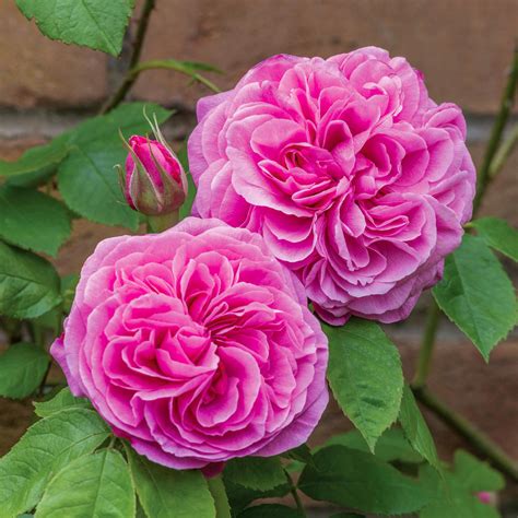Gertrude Jekyll English Shrub Rose David Austin Roses