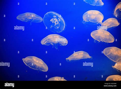 Canada British Columbia Vancouver Aquarium Jellyfish Stock Photo Alamy