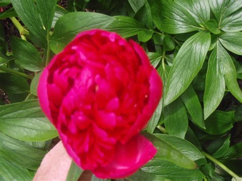 Paeonia Peony Rose Peter Donegan Landscaping And Garden Design