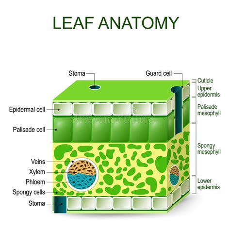 Leaf Anatomy Vector Diagram Stock Vector Illustration Of Palisade