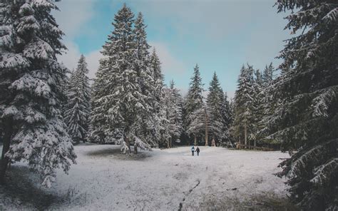 Download Wallpaper 3840x2400 Forest Trees People Snow Winter 4k