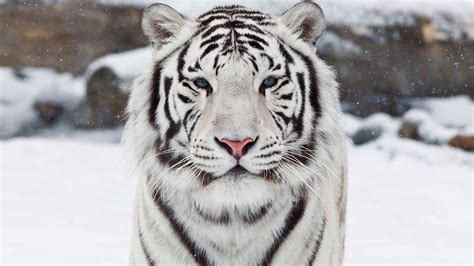 White Royal Bengal Tiger Wallpaper