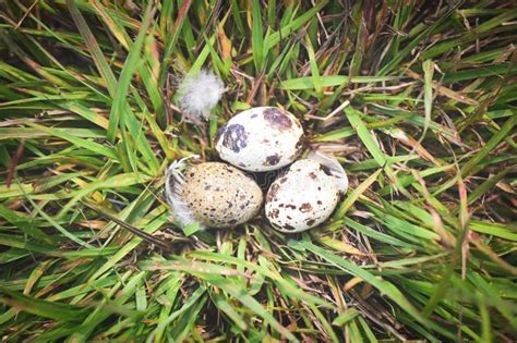 Bird Nest On Grass Field With Three Eggs Inside Bird Eggs On Birds
