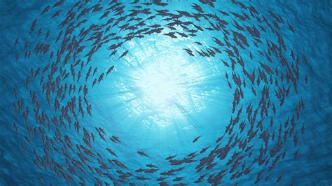 School Of Fish Sharks Swim In Circle Stock Footage Sbv 328513070
