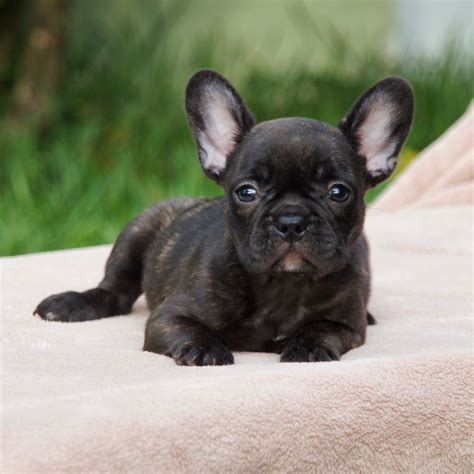 The muzzle is broad and deep the height at the withers to the ground should be approximately the same as the length from withers to the base of the tail. French Bulldog Puppies For Sale | West Palm Beach, FL #300155