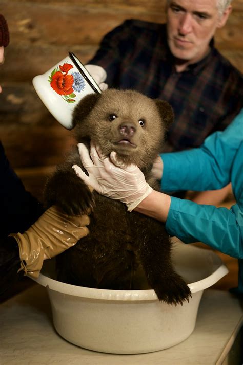 Bbc Scotland Bbc Scotland 10 Photographs Of Rescued Orphan Bear Cubs To Warm Your Heart