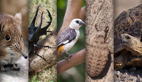 The Little Five Africas Smaller Safari Animals Pride Drive Tour