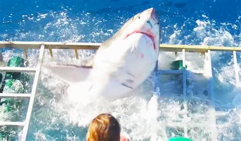 Insane Video Shows Great White Shark Break Into A Dive Cage With A