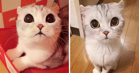 Meet Hana The Japanese Kitten With Eyes So Big She Looks Straight Out
