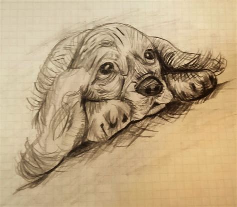 Perro Perrito Dibujo A Lápiz Perros Dibujos A Lapiz Dibujos De