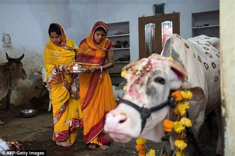 Rajasthan To Pay Rs 70 80p Per Cow Per Day Daily Mail Online