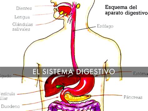 Esquema Del Aparato Digestivo ¡fotos And Guía 2024