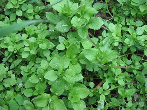 Wild Edible And Medicinal Plants Chickweed