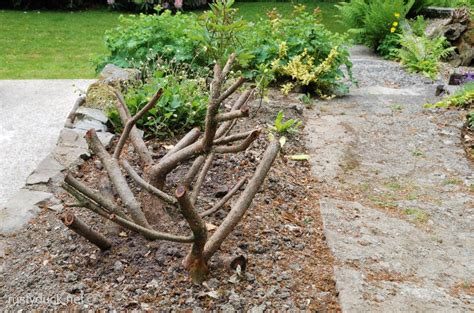 If you own or occupy land next to a public road or footway, you are responsible for lopping any tree or cutting back any hedge growing on your land which Remember This? - rusty duck