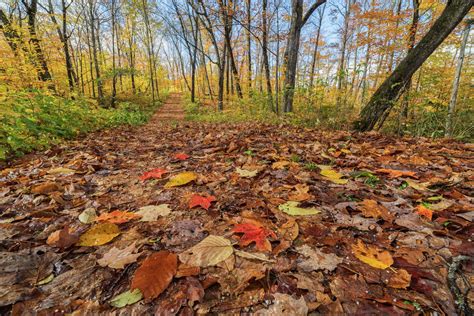 Leaves Litter The Forest Path During Autumn In The Forests Of Algonquin