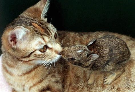 The Cat And Her Bunny Odd Animal Couples Unusual Animal Friendships